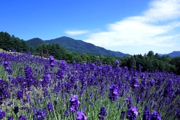 旭川・富良野エリア